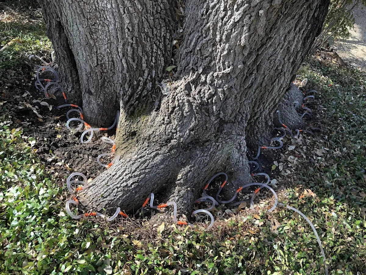 Detailed Tree Cabling and Bracing job site in Ojo Feliz