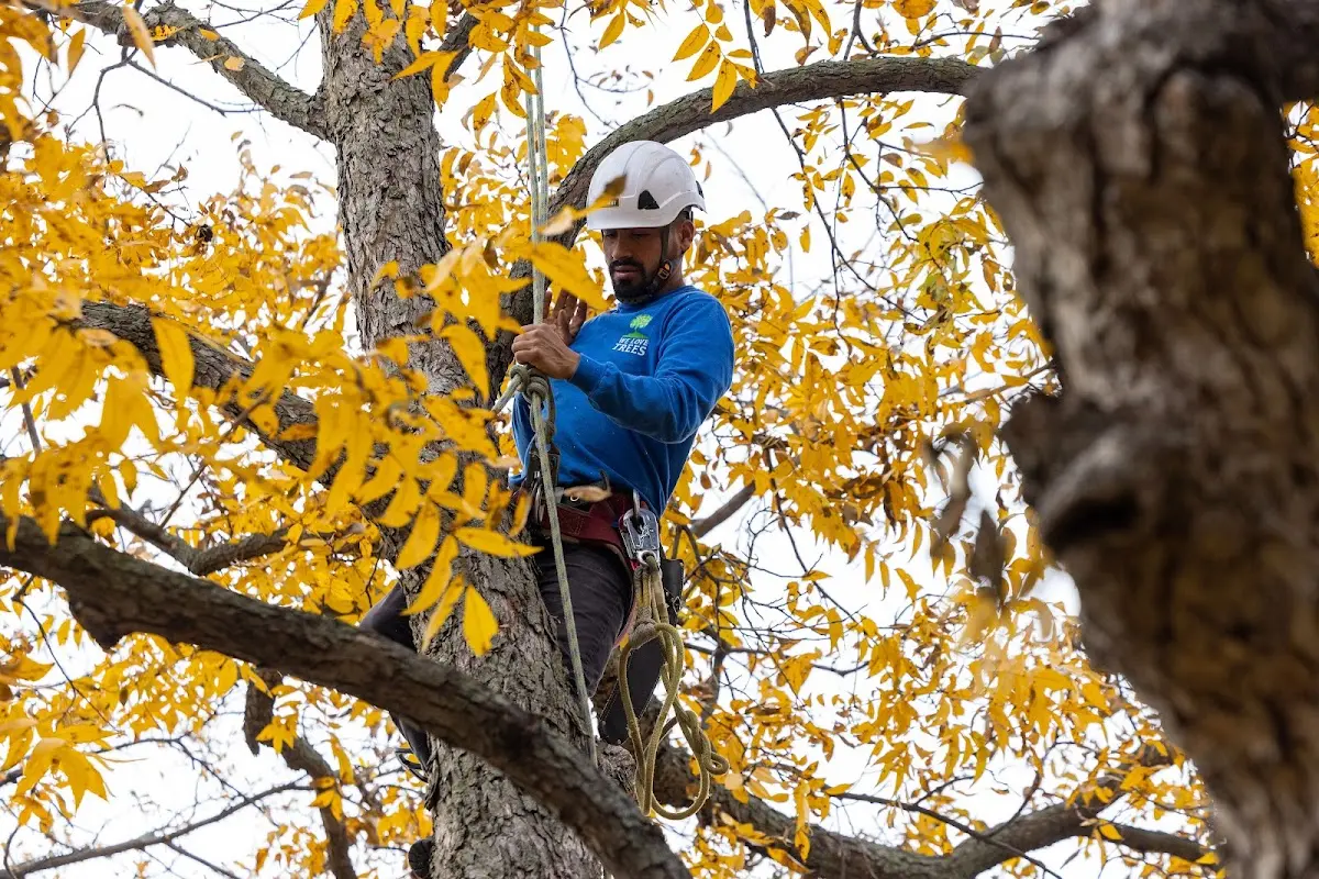 Skilled Tree Pruning crew working in Ojo Feliz