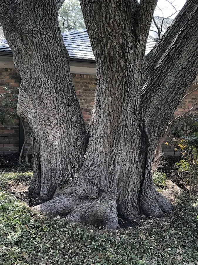 Mature heritage tree close to a Ojo Feliz property cared for by certified arborists